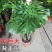 龟背竹室内绿植盆栽观叶植物水养花卉植物盆栽