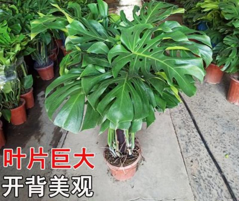龟背竹室内绿植盆栽观叶植物水养花卉植物盆栽