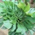 龟背竹室内绿植盆栽观叶植物水养花卉植物盆栽