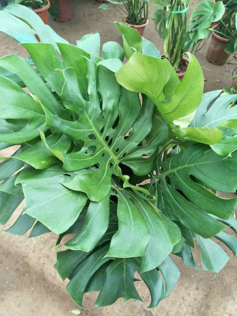龟背竹室内绿植盆栽观叶植物水养花卉植物盆栽