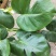 龟背竹室内绿植盆栽观叶植物水养花卉植物盆栽