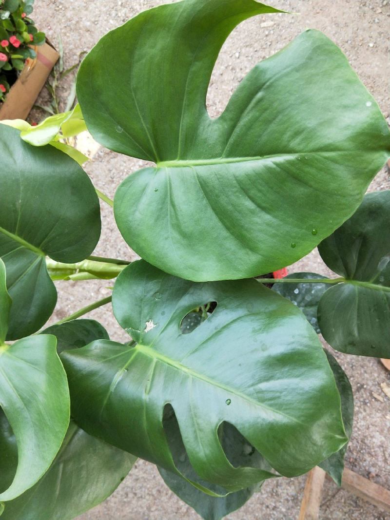 龟背竹室内绿植盆栽观叶植物水养花卉植物盆栽