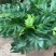 龟背竹室内绿植盆栽观叶植物水养花卉植物盆栽