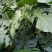 龟背竹室内绿植盆栽观叶植物水养花卉植物盆栽