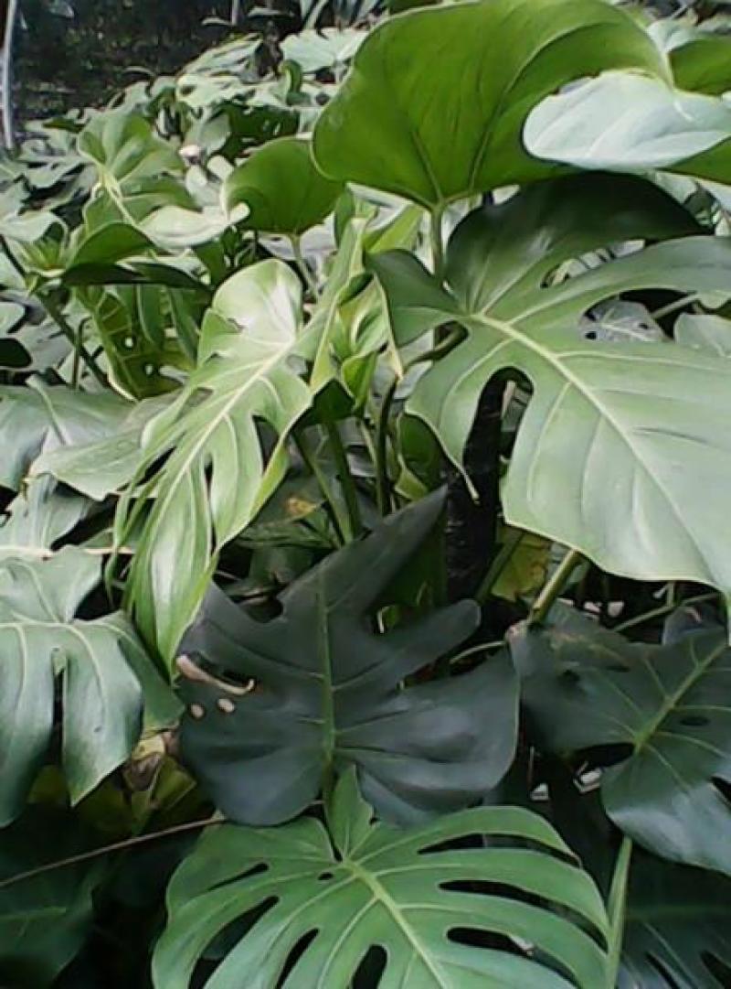 龟背竹室内绿植盆栽观叶植物水养花卉植物盆栽