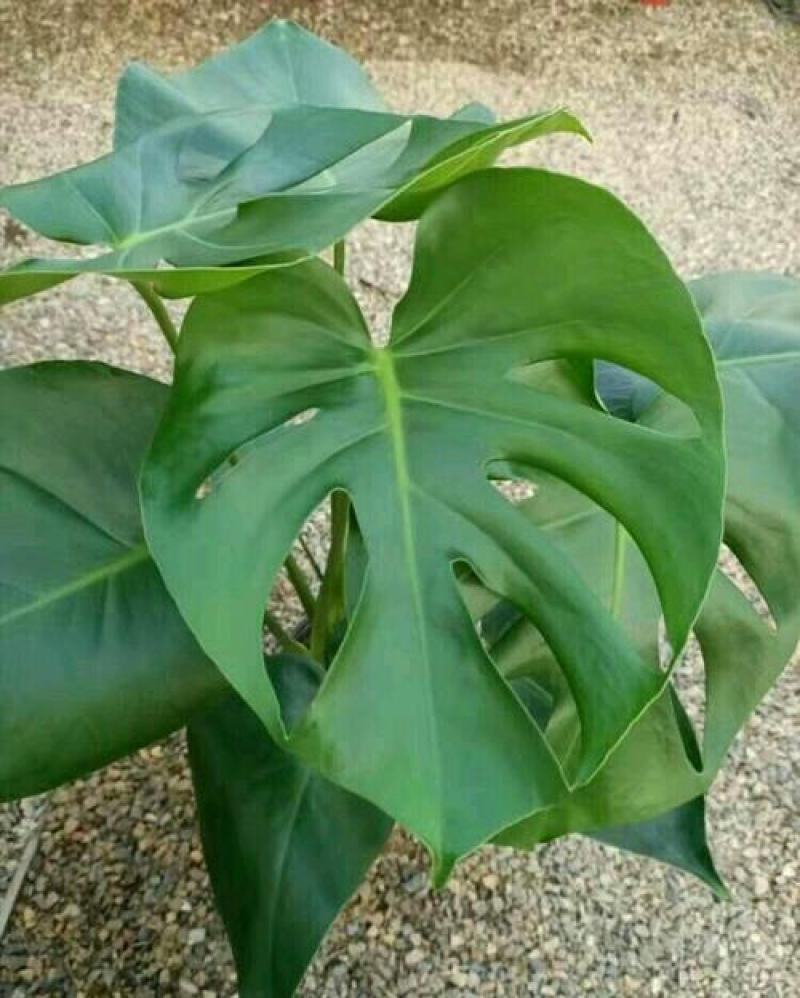 龟背竹室内绿植盆栽观叶植物水养花卉植物盆栽