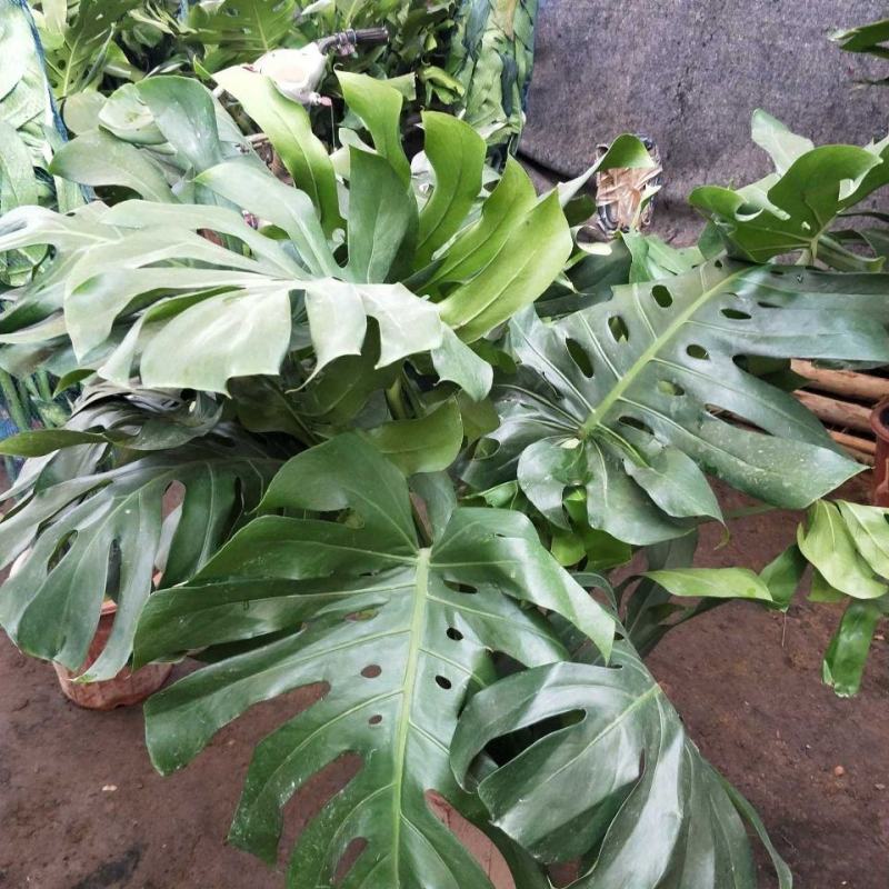 龟背竹室内绿植盆栽观叶植物水养花卉植物盆栽