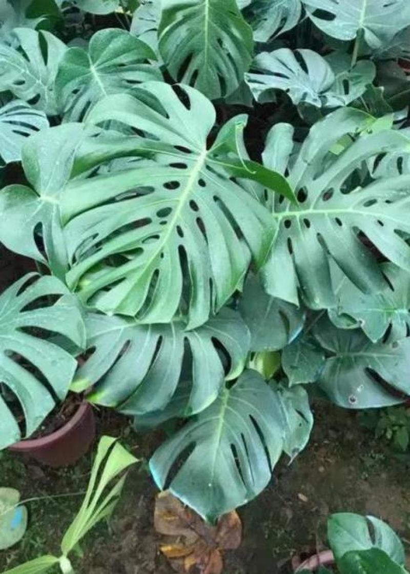 龟背竹室内绿植盆栽观叶植物水养花卉植物盆栽