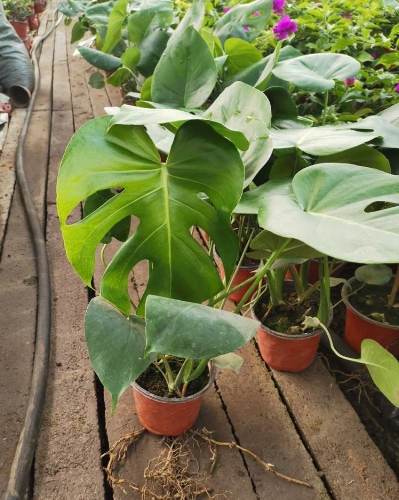 龟背竹室内绿植盆栽观叶植物水养花卉植物盆栽