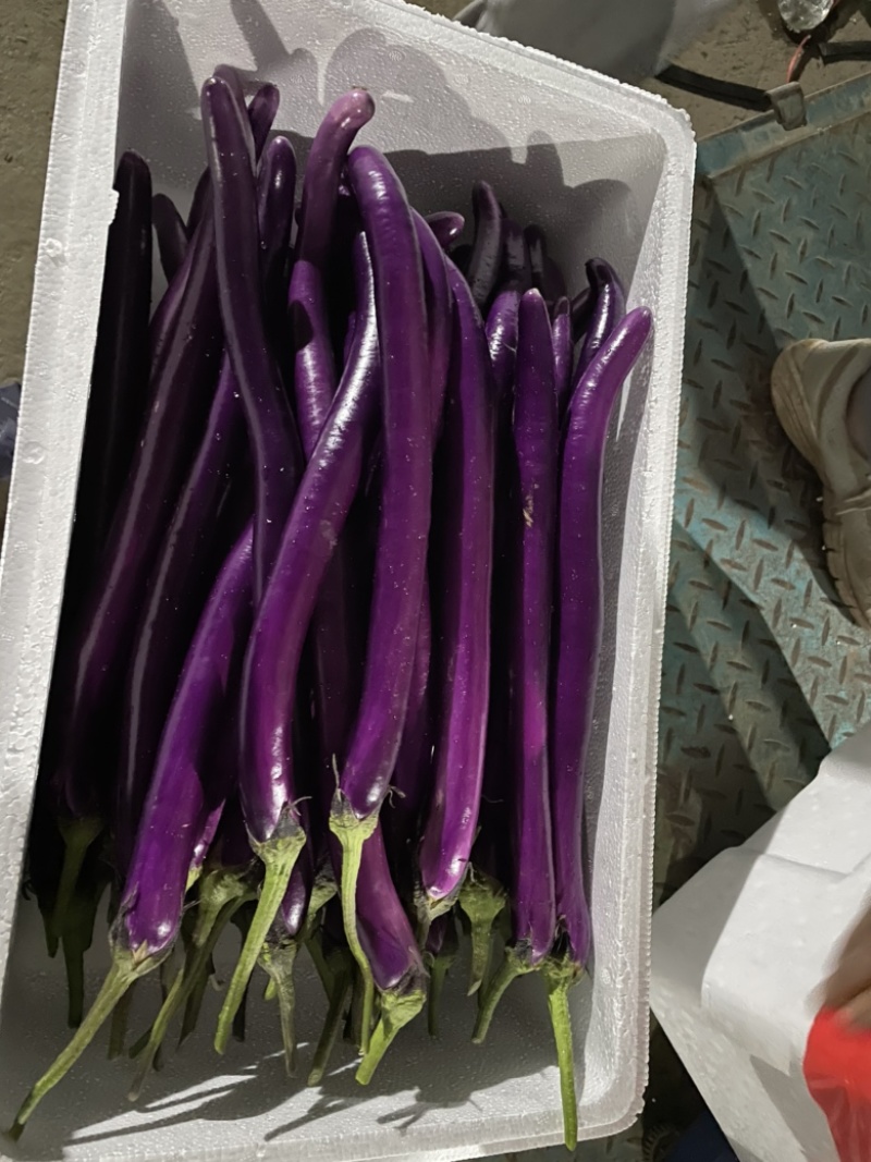 【茄子】红线茄精品尖头红线茄光度好质量保证全国发货