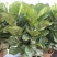 琴叶榕盆栽室内大型植物客厅大叶绿植盆栽净化空气吸除甲醛