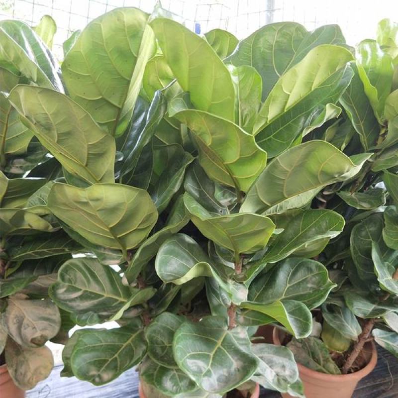 琴叶榕盆栽室内大型植物客厅大叶绿植盆栽净化空气吸除甲醛
