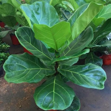 琴叶榕盆栽室内大型植物客厅大叶绿植盆栽净化空气吸除甲醛