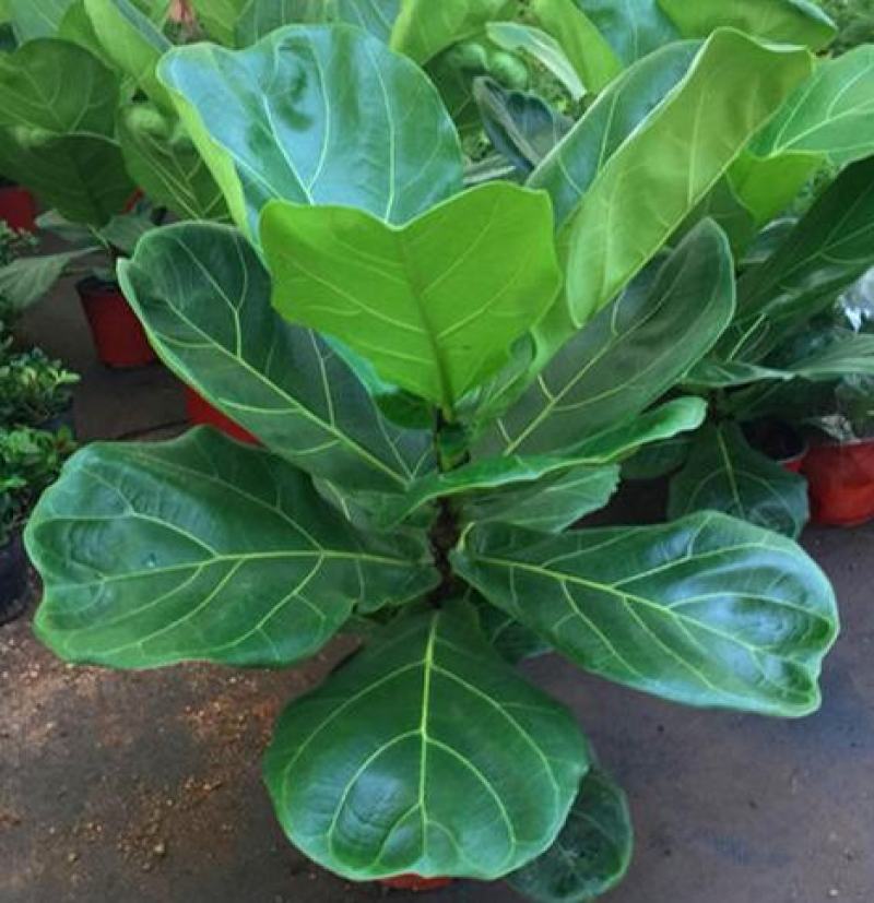 琴叶榕盆栽室内大型植物客厅大叶绿植盆栽净化空气吸除甲醛