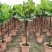 琴叶榕盆栽室内大型植物客厅大叶绿植盆栽净化空气吸除甲醛
