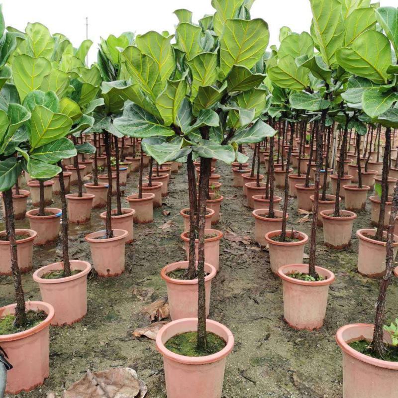 琴叶榕盆栽室内大型植物客厅大叶绿植盆栽净化空气吸除甲醛