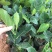 琴叶榕盆栽室内大型植物客厅大叶绿植盆栽净化空气吸除甲醛