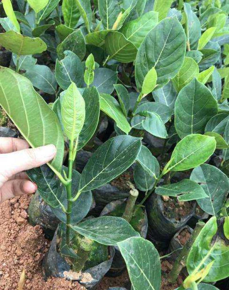 琴叶榕盆栽室内大型植物客厅大叶绿植盆栽净化空气吸除甲醛