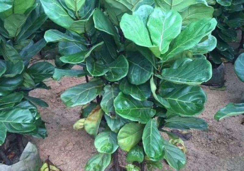 琴叶榕盆栽室内大型植物客厅大叶绿植盆栽净化空气吸除甲醛
