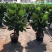 琴叶榕盆栽室内大型植物客厅大叶绿植盆栽净化空气吸除甲醛