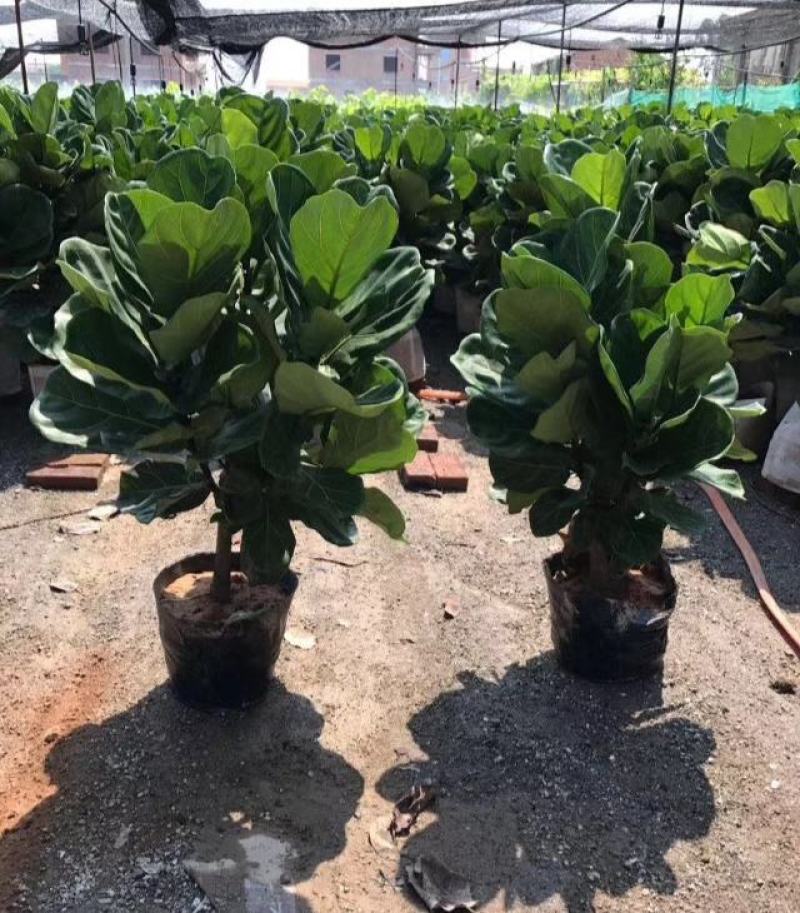 琴叶榕盆栽室内大型植物客厅大叶绿植盆栽净化空气吸除甲醛