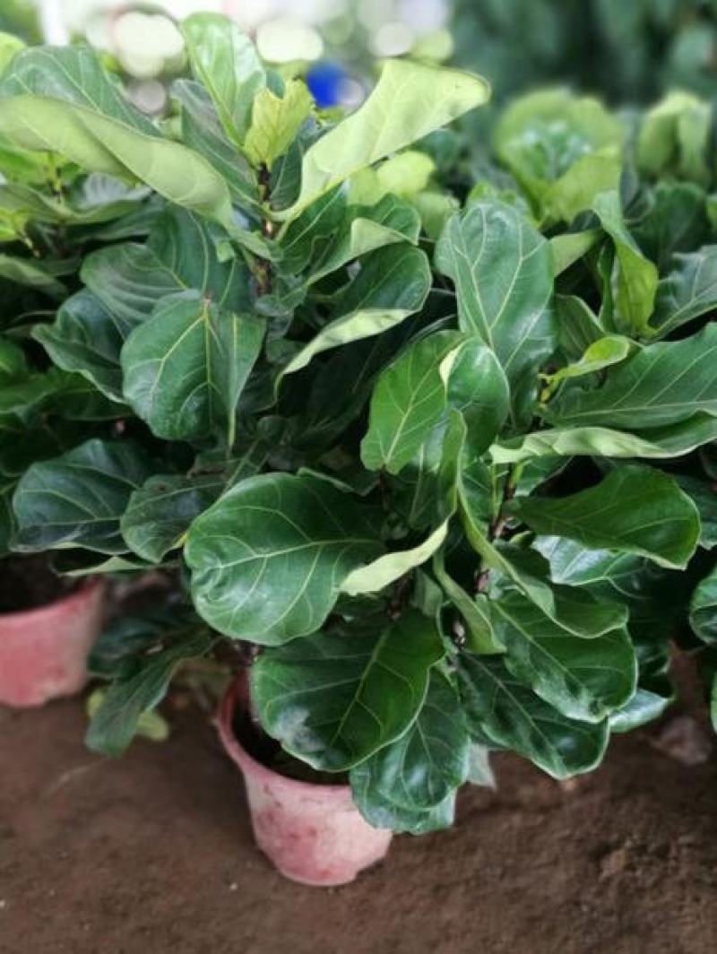 琴叶榕盆栽室内大型植物客厅大叶绿植盆栽净化空气吸除甲醛