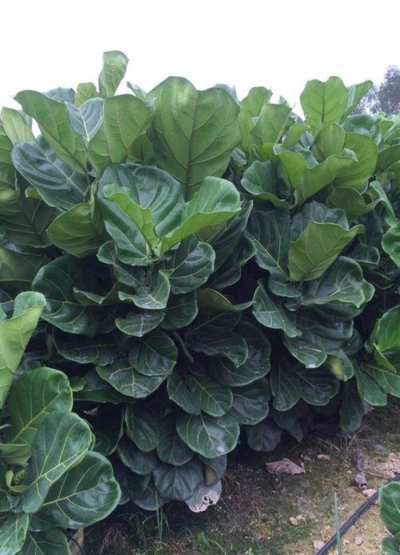 琴叶榕盆栽室内大型植物客厅大叶绿植盆栽净化空气吸除甲醛