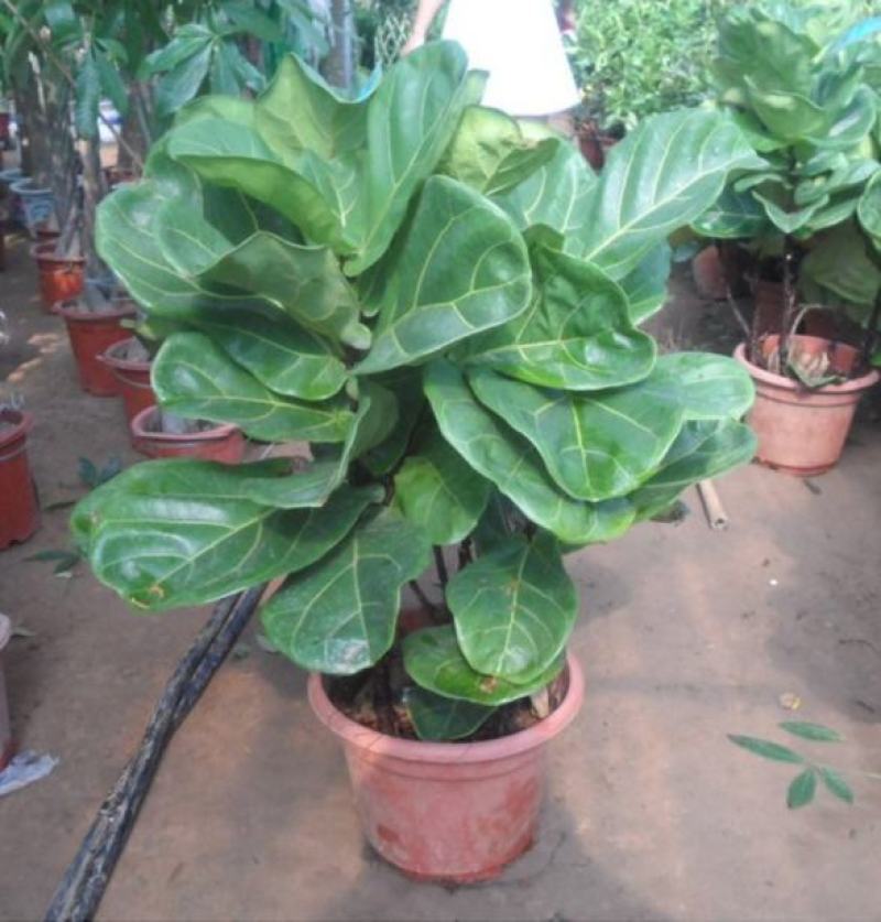 琴叶榕盆栽室内大型植物客厅大叶绿植盆栽净化空气吸除甲醛