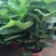 琴叶榕盆栽室内大型植物客厅大叶绿植盆栽净化空气吸除甲醛