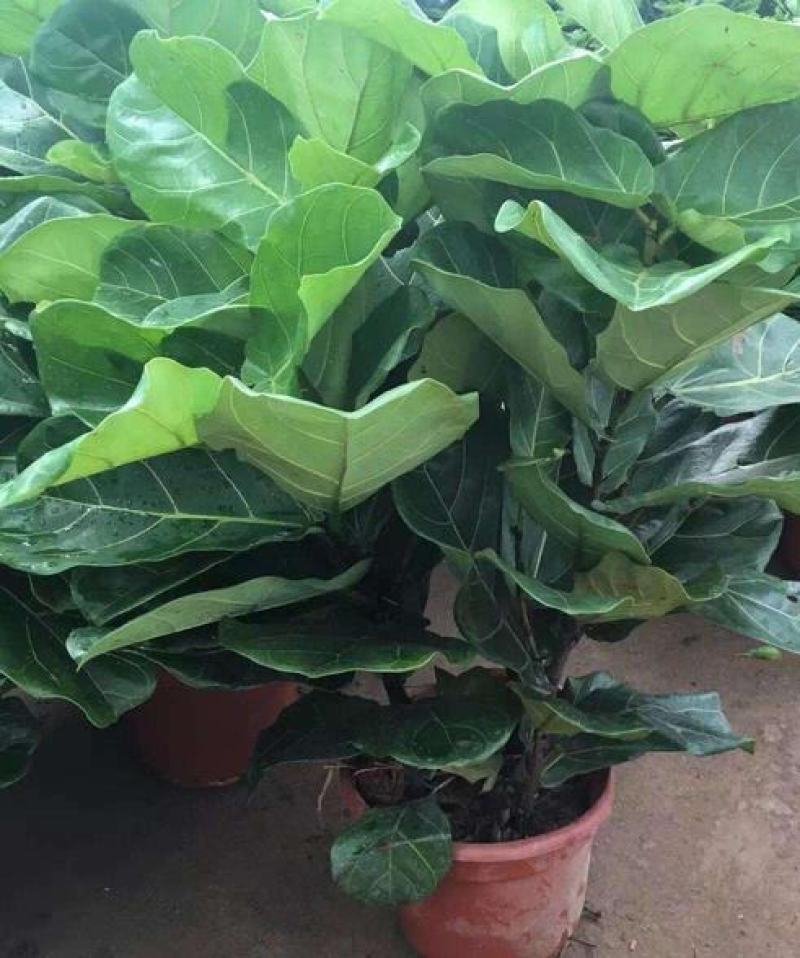 琴叶榕盆栽室内大型植物客厅大叶绿植盆栽净化空气吸除甲醛