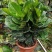 琴叶榕盆栽室内大型植物客厅大叶绿植盆栽净化空气吸除甲醛