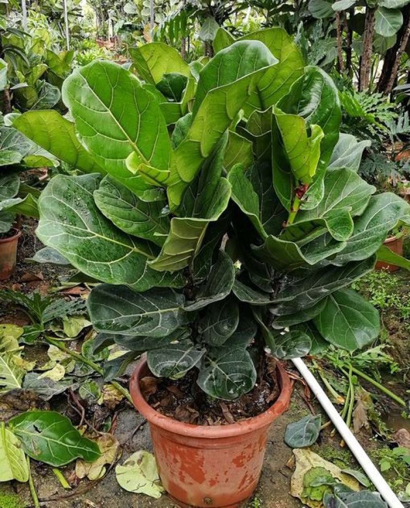 琴叶榕盆栽室内大型植物客厅大叶绿植盆栽净化空气吸除甲醛