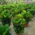琴叶榕盆栽室内大型植物客厅大叶绿植盆栽净化空气吸除甲醛