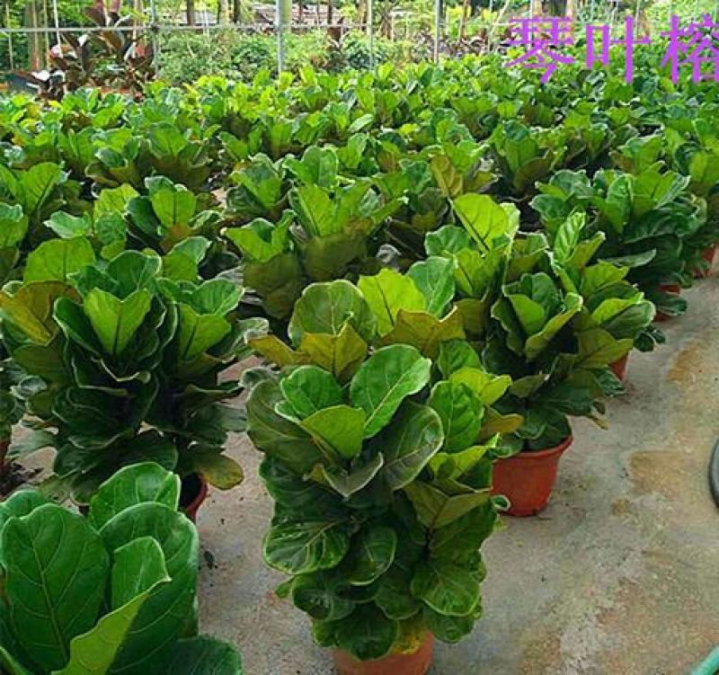 琴叶榕盆栽室内大型植物客厅大叶绿植盆栽净化空气吸除甲醛