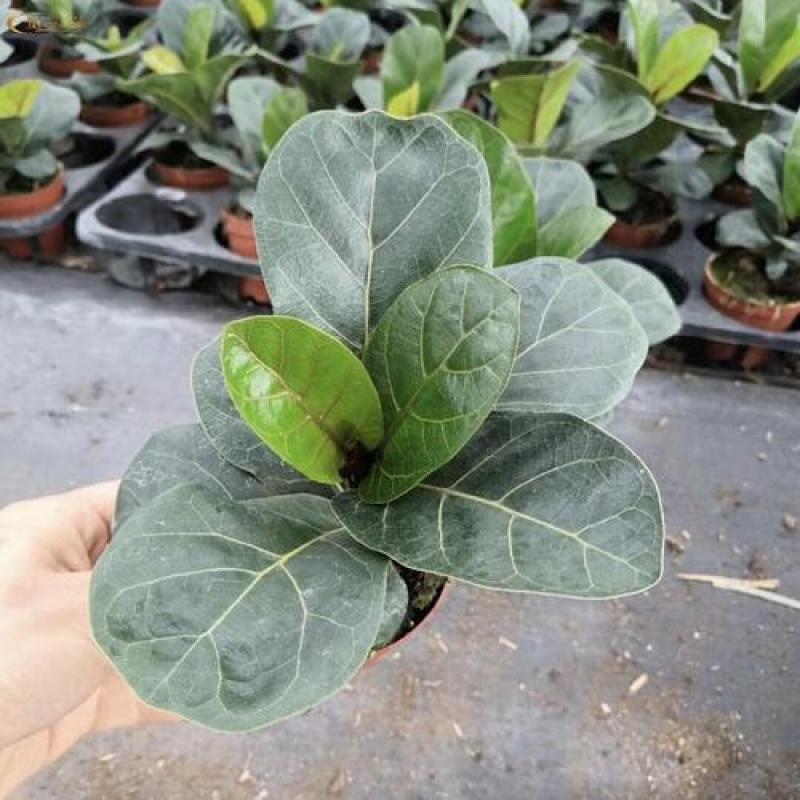 琴叶榕盆栽室内大型植物客厅大叶绿植盆栽净化空气吸除甲醛