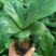 琴叶榕盆栽室内大型植物客厅大叶绿植盆栽净化空气吸除甲醛