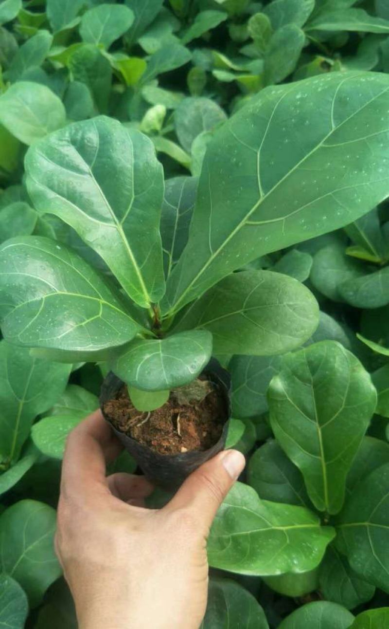 琴叶榕盆栽室内大型植物客厅大叶绿植盆栽净化空气吸除甲醛