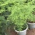 文竹盆栽植物室内花卉办公室桌面绿植好养四季常青景观竹子