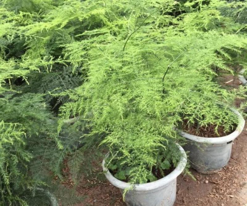 文竹盆栽植物室内花卉办公室桌面绿植好养四季常青景观竹子