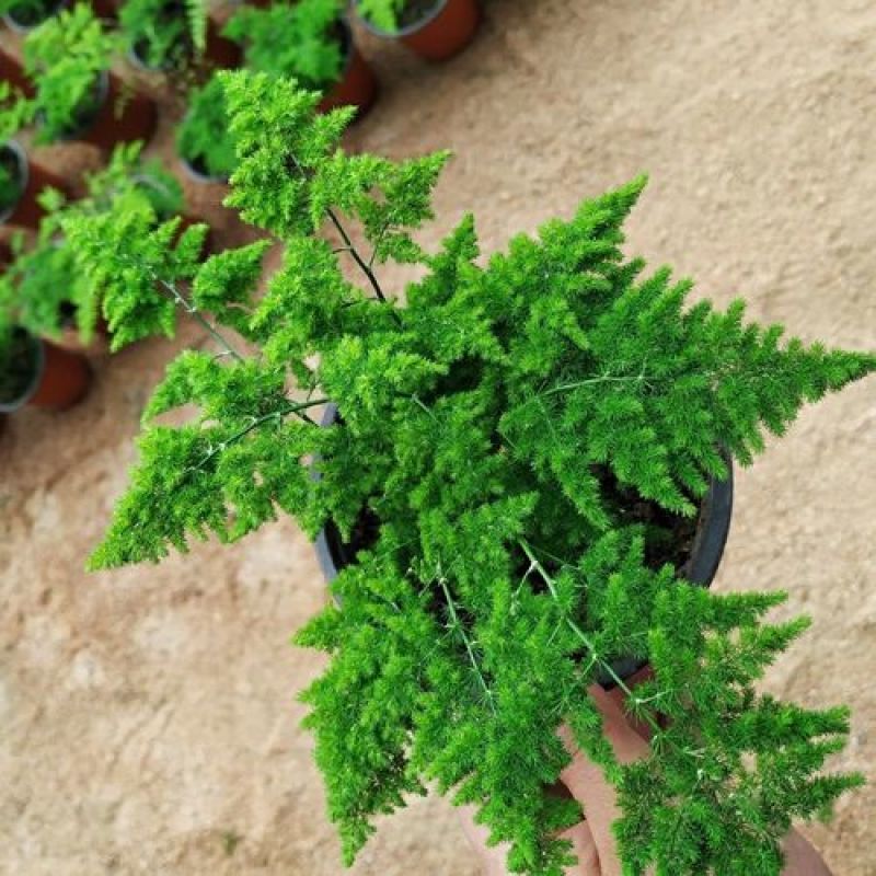 文竹盆栽植物室内花卉办公室桌面绿植好养四季常青景观竹子