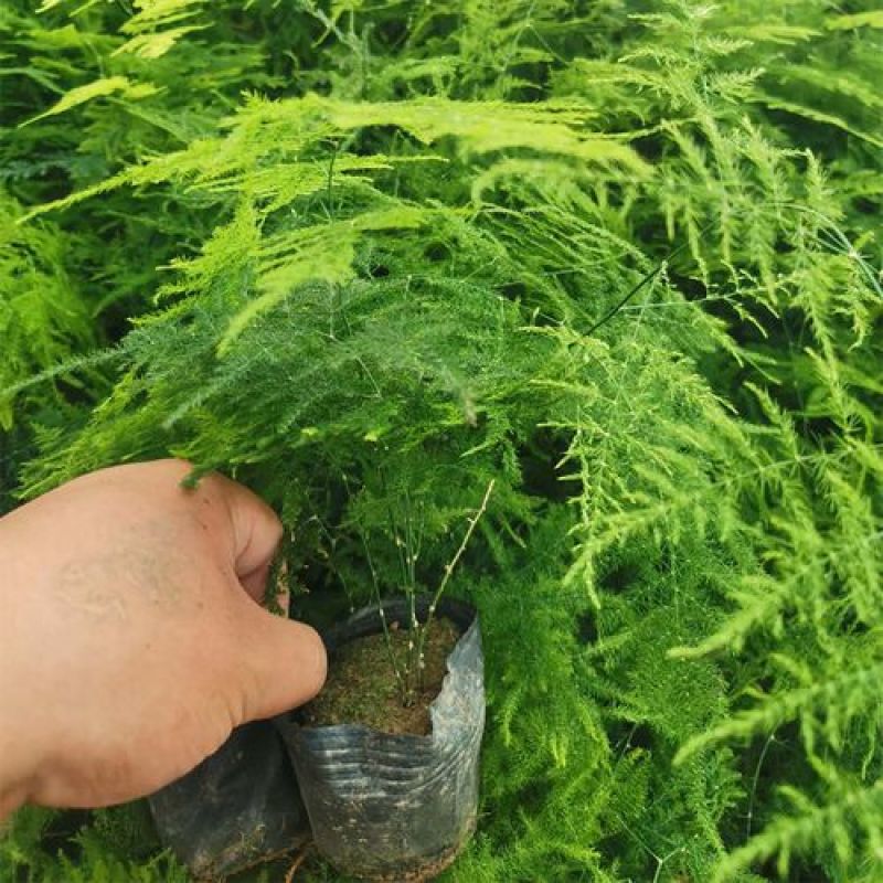 文竹盆栽植物室内花卉办公室桌面绿植好养四季常青景观竹子