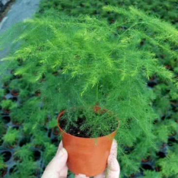 文竹盆栽植物室内花卉办公室桌面绿植好养四季常青景观竹子