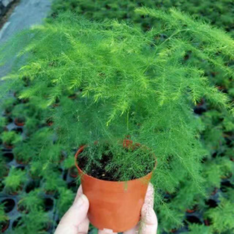 文竹盆栽植物室内花卉办公室桌面绿植好养四季常青景观竹子