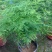 文竹盆栽植物室内花卉办公室桌面绿植好养四季常青景观竹子