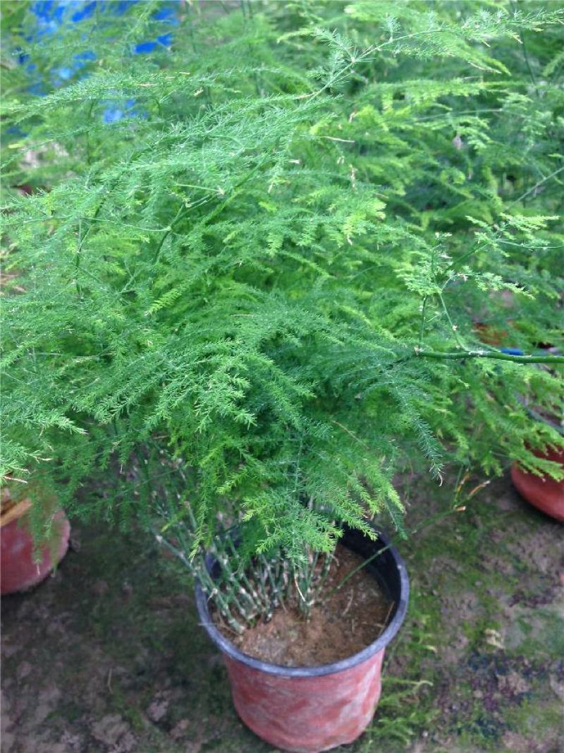 文竹盆栽植物室内花卉办公室桌面绿植好养四季常青景观竹子