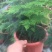 文竹盆栽植物室内花卉办公室桌面绿植好养四季常青景观竹子