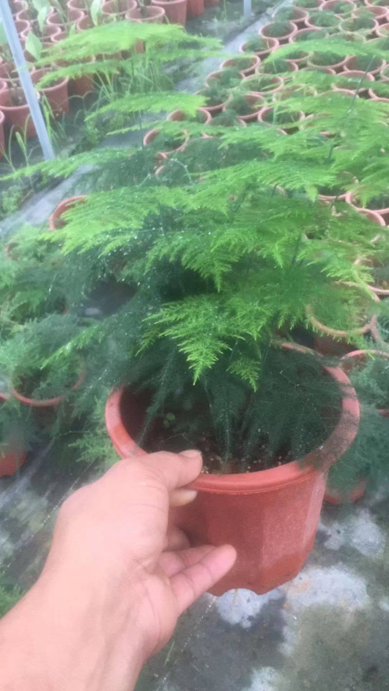 文竹盆栽植物室内花卉办公室桌面绿植好养四季常青景观竹子
