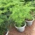 文竹盆栽植物室内花卉办公室桌面绿植好养四季常青景观竹子