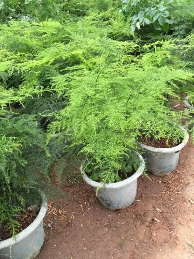 文竹盆栽植物室内花卉办公室桌面绿植好养四季常青景观竹子