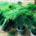 文竹盆栽植物室内花卉办公室桌面绿植好养四季常青景观竹子
